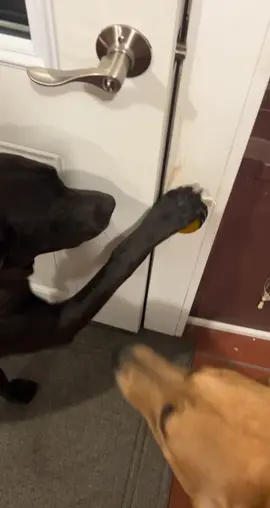 Bullies #buttontraining #button #bathroom #potty #pupppies #dog #funny #funnydog #fyp #foryoupage #trending #entitled #audacity 