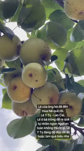 30k/1kg có ship gửi xe nha. Lê Ngon cho mùa hè bóng bức đi ạ.