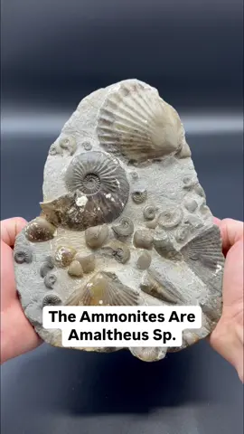 Here’s a huge stone filled with Jurassic shell fossils that we found on a recent afternoon fossil hunt, the shell fossils are so intricate and have a lovely mottled shell pattern! 🦕🦖 Thanks in advance for supporting the page #natural #nature #fossil #fossils #ancient #animals #art #ammonite #ammonites #dinosaur #scientist  #minerals #paleontology #whitby #geologist #dorset #geology #charmouth #jurassic #yorkshire #fyp 