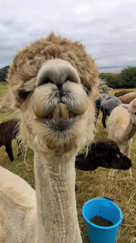 Don't disturb a pregnant Alpaca eating her lunch 🤣 #alpacaspit #llamaspit #spit #alpaca #funny #hawktuah 