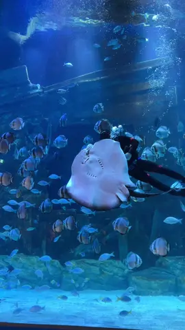 Underwater magic in every tank🐟🐳🐠🐟🧜‍♀️🐡 Cá đuối trông mặt hài thực sự🤪 #happytime #aquarium #aquariumfish #underthesea #viral #trending @Ielts Minhtrangbec 💗⭐️🌸 @Minh Trang Fitness #lotteworld 