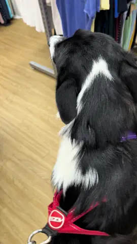 Barney making a new friend in Lytham today