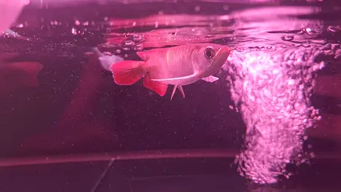 #arowana #arwana #arowanafish #arwanafish #arwanasuperred 
