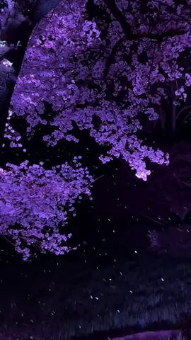 #music #swagstepchallenge #swag #slay #velocity #vibes #vibe #aesthetic #wallpaper #wallpapers #japan #sakura #night #sky #Sky #pink #tree #musica #musically #pretty #popular #рек #рекомендации #реки #рекк #рекиии #врек #врекомендации 