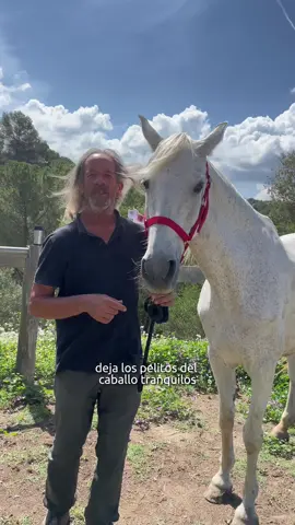 Deja los pelitos de los caballos tranquilos🐴🙏🏼 #vivirenmanada #caballos #horses #horselovers