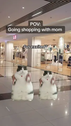 #funnymemes #animalmemes #catmemes #relashionship #relatable #catsoftiktok #foryoupage #fyp 