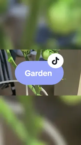 Our small garden is slowly growing  I live how this generation we are so in tuned to eating healthier and growing our own foods. We no longer sit in front of the TV for hours or allows the media to consume us. #plants #mamawithagarden  #creatorsearchinsights 