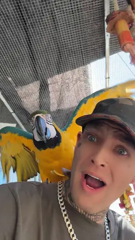 JUST LOOSE IT #fyp #xyz #1 #starletste_official #youforpage #macaw 