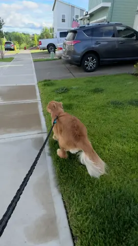 Link in description to donate!!  Wait for Remys burst of pace! #pet #pets #petstagram #petsofinstagram #petsofig #puppy #puppylove #puppylife #puppygram #puppyoftheday #puppyofinstagram #puppies #puppiesofinstagram #puppiesofig #puppiesofinsta #dog #dogsofinstagram #dogs #dogoftheday #doglover #retriever #retrieveroftheday #retrieverpuppy #retrieverpuppies #retrieveraddiction #goldenretriever #goldenretrievers #goldenretrieversofinstagram #goldenretrieverpuppy 