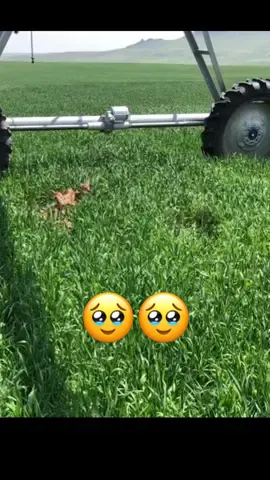 Thank you they are save #baby #Minecraft #mice #babytiger #❤️ #❤️❤️ #🥹 #viral #trending #trend #fyp #capcut #cap #humor #movie #mother #foryoupage #edit #foryou #😭😭😭 #greenscreen #goviral #Love #illu #bts #youtube #instagram #india #usa #italy #tiktok #xuhuong 