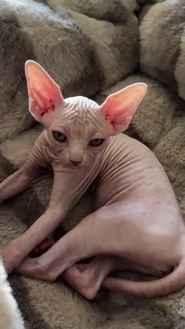 Sphynx Kittens #sphynx #kittens #kitten #cats #cat #animals #animallover #catlover #catlovers #catloverclub #babycat #toocute #fyp #foryou #foryourpage #fyppppppppppppppppppppppp 