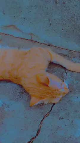 Bella what is wrong with you💕#life #creatorsearchinsights #Love 