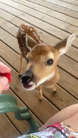 Taste like strawberries on a summer evenin’🍓 #farmlife #farmher #kentucky #deer #farm #strawberry #asmr #ransomfarms 