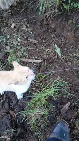 Cuanto cuesta ese animalito? #animalitos  #gato 