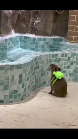 Trời nóng rồi đi bơi thôi #thucung #dangyeu #dongvat #capybara #viral #fyp #trend 