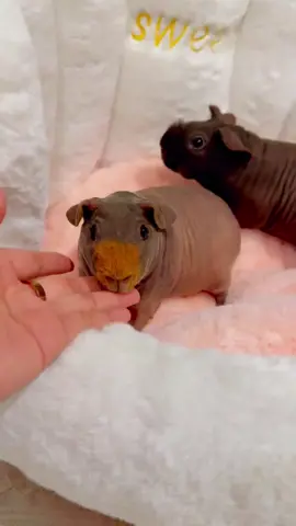 Oh my God, So cute guinea pig. 🥰🥰🥰💕😂🎉  #guineapigs #guineapig #pet #pettraining #funny #cutepet #petlover #fyp #cute 