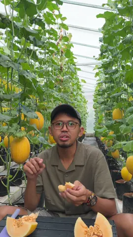 Melon kok kriuk koyo rambak ? 🤔 Ojo sampe kentekan melon e mantrifarm yo boloo catet tanggale 🗓️ : 25 - 27 Juni 2024 ⏱️ : 08.00 - 17.00 WIB 📍 : Maps “Manti melon farm 1” 💰 : 30K/kg Masuk gratis, Bayar buahnya saja. #agendasolo #melonhidroponiksolo #wisatapetikmelonsolo 