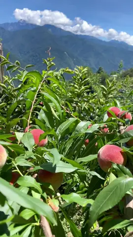 Panas kaya gini enaknya petik buah PEACH 🍑 #lishan1956 #taichung_taiwan🇹🇼 