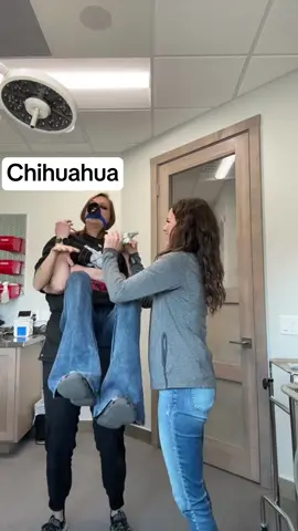 Veterinarian Impersonating Dogs And Cats  #veterinaria #funnyvideos  #tiktokfunny #trending #viral #fyp 