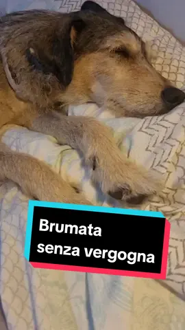 Dime que tu recién adoptada se ha acoplado bien, sin decírmelo 🤣 Como han comentado ayer en Patreon, está a punto de mandarme callar. Menuda es... Buenos días y felicísima semana. #almohada #cama #perro #perros #adaptación 