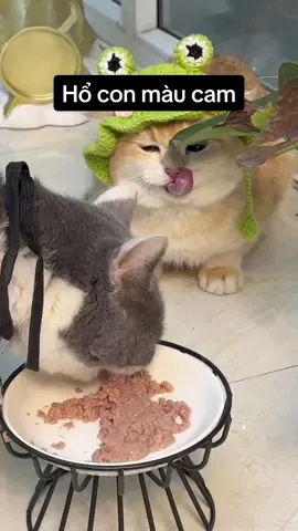 Con hổ chubby #higaubeo #fypシ゚ 