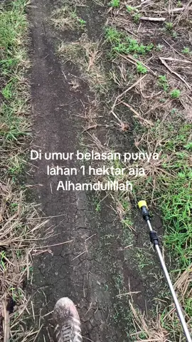 #petanimuda#petanisawitindonesia🇮🇩 #fypppppppp 