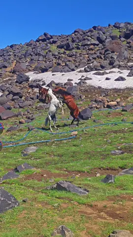 bu atlar neden kavga ediyor? #memetararatt #moutararatt #agridagi #dogubeyazit 