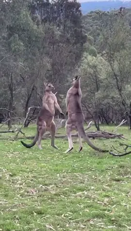 KANGAROO levitating using tail as a fifth leg #sciencegirl From Visual feast
