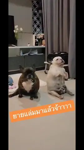 แดนซ์เซอร์หน้าใหม่ 555555555555555555555  #คลิปตลก #คลิปฮา #คลายเครียด #ขำๆ #เทรนด์วันนี้ #มีมตลก #ยายแล่ม