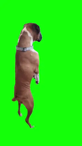 Excited Dog Meme Green Screen #dog #MemeCut #capcut #template 