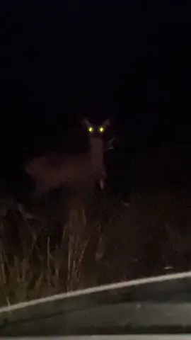 #deer #scary #skinwalker #fyp #horror #night #headlights #doe 