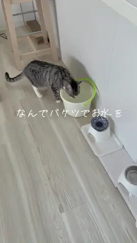 #猫あるある  #猫のいる生活 #猫好きさんと繋がりたい #猫可愛い #元捨て猫 