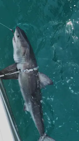 I was out visiting Alex the Seal in north Bondi and spotted the drum-line boat. Flew out to check it, and it was undoubtedly a white shark. I haven’t seen a white shark since 2019 around Bondi. I guesstimated the shark to be 1.8m and turns out it was 1.93…  The question is, did the baited drum- line lure this shark in closer to our shores? … . #whiteshark #greatwhiteshark #drumline