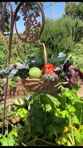 Upon observing the vibrant array of colors present in one of this seasonal organic fresh veggies basket, one cannot help but appreciate the natural beauty and nutritional value it embodies. The diverse hues of the vegetables not only signify their unique flavors but also indicate the rich assortment of vitamins and minerals they offer. #OrganicHarvest #SeasonalVeggies #NutrientRich #ColorfulProduce #FarmFreshBasket  #asamhub