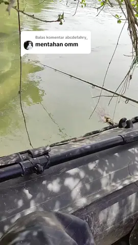 Membalas @abcdefahry_ ini bang mentahnya #mancing #mancingmania #ikanlele #pemancing #banyuwangi #ikantapah 