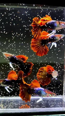 Guppy Strain Hb Dark Red Rose🥀 Ready Shipping Internasional 🏡 Bandar Lampung🇮🇩 #guppy #hobi #guppyfish #ikan #ikanhias #ikanguppy #hobby #hobbies #hoby #hobbyfarm 