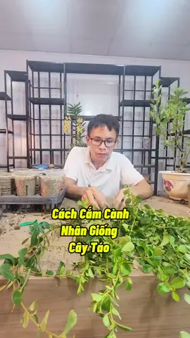 Cacgs Cắm Cành Nhân Giống Cây Táo #camcanh #cachcamcanhcay #kichre #trongcay #cachkichre #namxelan90 #kichhoa 
