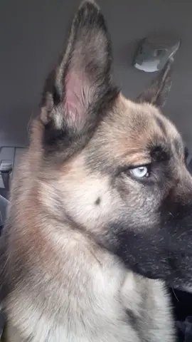 I'll be so lost the day you leave me🥺 #germanshepherd #bestfriend #fypシ゚viral #gsd 