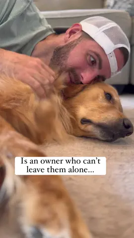 We must tell them how cute they look… #dog #goldenretriever 