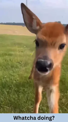 Share this with someone you love! #iloveyou #fawn #deer #fawnsoftiktok #animallove #lol #animals #funnypets #pet #nature #cute #funnyanimals #adorable #pets #animal #cutepetclub #fyp #PetsOfTikTok #adorableanimals #familyfriendly #socute #animalvideosforkids #kidfriendly #foryoupage #cuteanimals #cutepet #funnymemes #animalmemes #amusinganimals #trending #viral #kidfriendlycontent #animaltok 