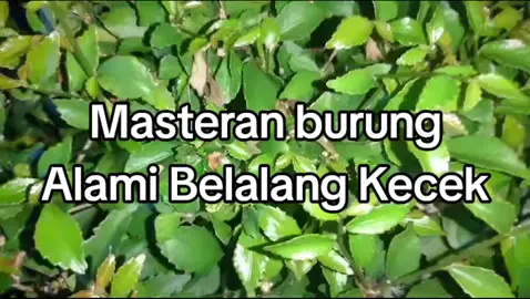 Masteran Burung#pecintaburung #lombaburung #burung #masteranburung #kacerjuara #muraibatuindonesia #cucak #cucakijo #lovebirds❤️❤️ #lovebirdkonslet #fypシ゚viral #trending 