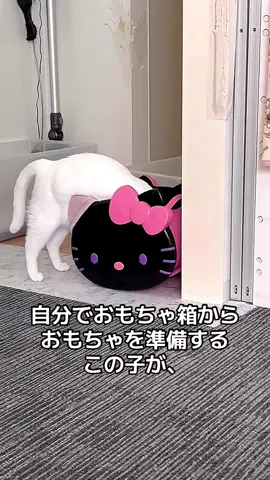 自分でおもちゃを準備するも、誰も遊んでくれなかった時の猫。#猫 #猫のいる暮らし #白猫 #でぶ猫 #巨大猫 #猫じゃらし #cat 