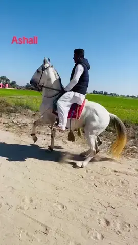 Ma sha Allah❤️❤️ #standwithkashmir #foryou #ashal @ملک شاہجہان برھان @Malik Asad Majoka✨ @Tanveer Abbas Burhan 
