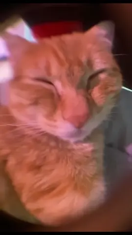 Awoo awoo #pets #catcompilation #catlover #catsoftiktok #awoo 