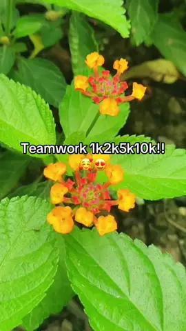 Teamwork#followtrain2024 #followtrain #1k#5k#10k