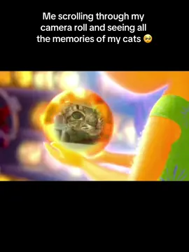 Love this template😻 #CapCut #catsoftiktok #cat #insideout  #meow 