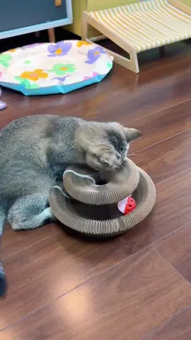 #foryou #cat #catlover #petlover #catsoftiktok #cattoks #catstiktok  #foryoupage #petsupplies #cat #cute #sweet #haha #funny #clever #lmao #fypシ゚ 