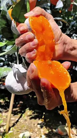 OMG😱so juicy?🍊🤤#usa #fruit #asmr 