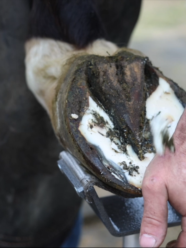 Farrier Hoof Restoration - Full video on YouTube #farrier #farriersontiktok #horse #horsesoftiktok #fypシ゚viral #horsetok #satisfying #asmr #oddlysatisfying