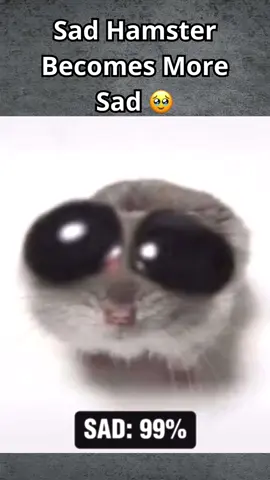 Sad Hamster Becomes More Sad #sadhamster #sad #funny #meme #memes #memestiktok #viral #animal #cute #fyp #mosquito 